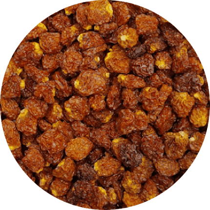 Inca berries (Physalis)