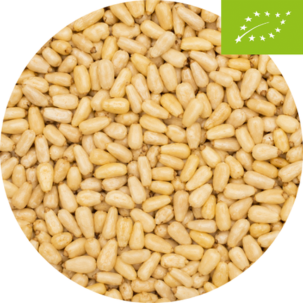 Pignons de pin biologiques